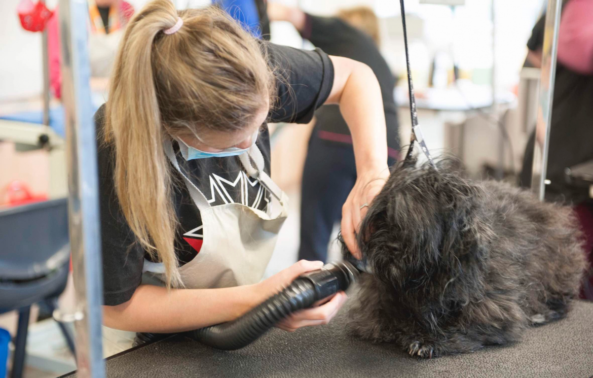 Dog grooming students appeal for canine friends