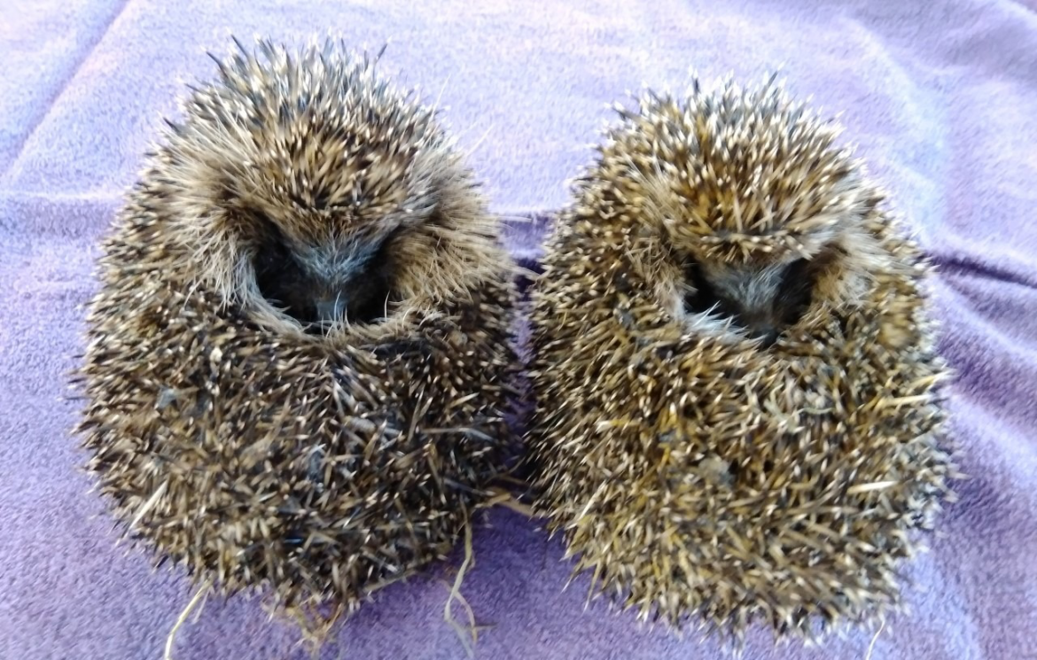 The Sheffield College staff launch Hedgehog Friendly Campus project