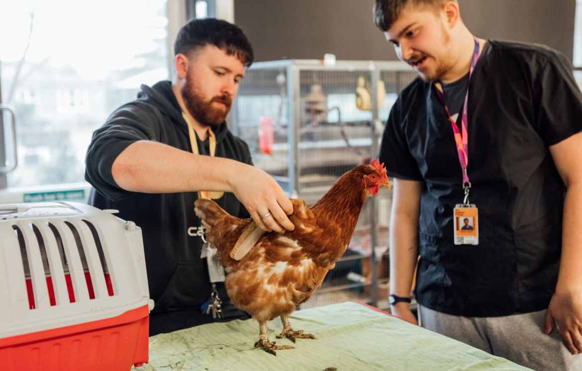 How to create a brilliant application to study Animal Management at degree level story thumbnail